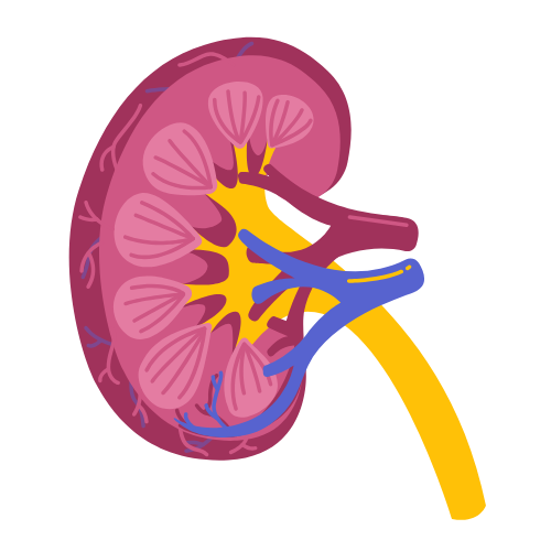 Kidney treatment